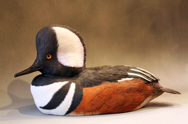 Male Hooded Merganser